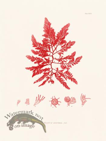 Bradbury Seaweed 026